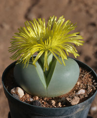 Argyroderma Succulent Samen zur Aussaat
