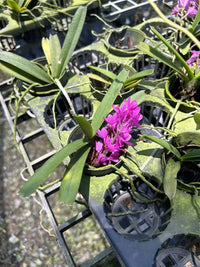 Lila Ascocentrum Ampullaceum Blumensamen zur Aussaat