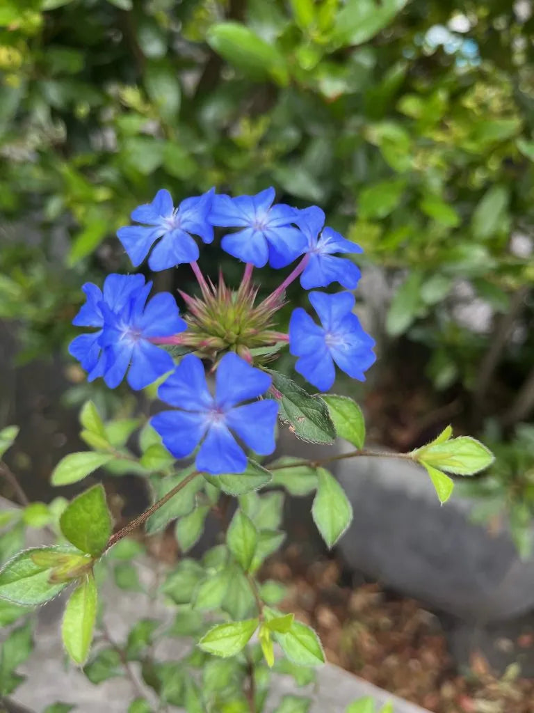 Ceratostigma Plumbaginoides Blumensamen zur Aussaat sonnenliebend Traditionssorte & ohne Gentechnik Samen Hausgarten