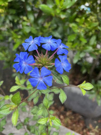 Ceratostigma Plumbaginoides Blumensamen zur Aussaat sonnenliebend Traditionssorte & ohne Gentechnik Samen Hausgarten