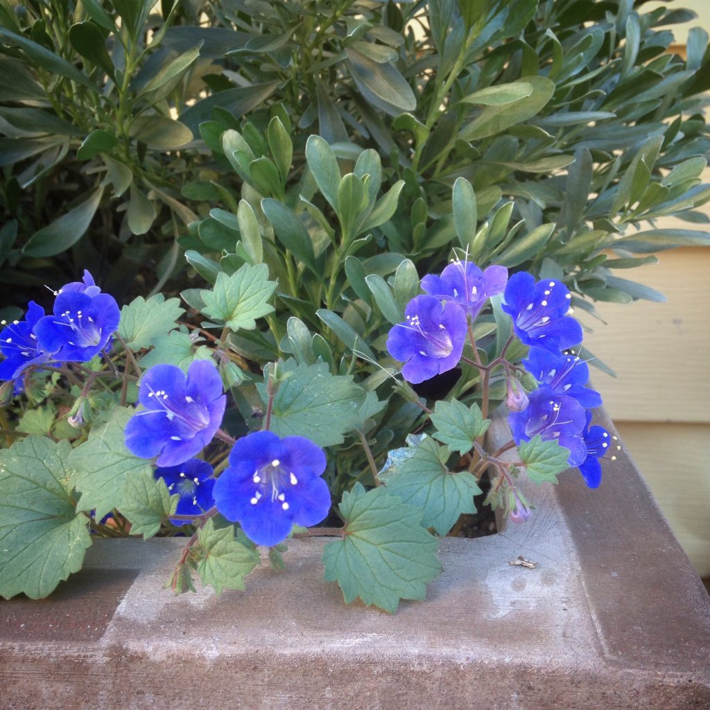 Phacelia Campanularia Blumensamen zur Aussaat sonnenliebend Traditionssorte & ohne Gentechnik Samen Hausgarten