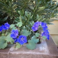 Phacelia Campanularia Blumensamen zur Aussaat sonnenliebend Traditionssorte & ohne Gentechnik Samen Hausgarten