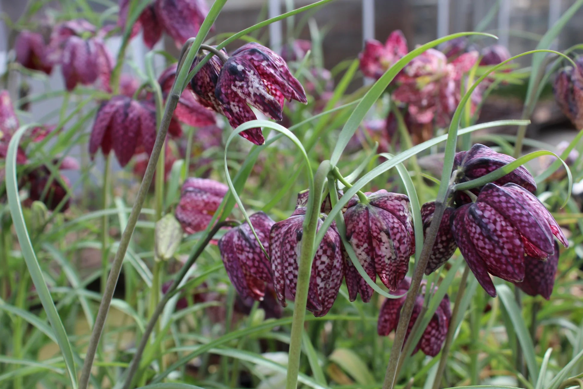 Rosa Fritillaria Blumensamen zur Aussaat – Halbschatten verträglich – Traditionssorte & ohne Gentechnik Samen Hausgarten