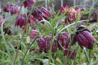 Rosa Fritillaria Blumensamen zur Aussaat – Halbschatten verträglich – Traditionssorte & ohne Gentechnik Samen Hausgarten