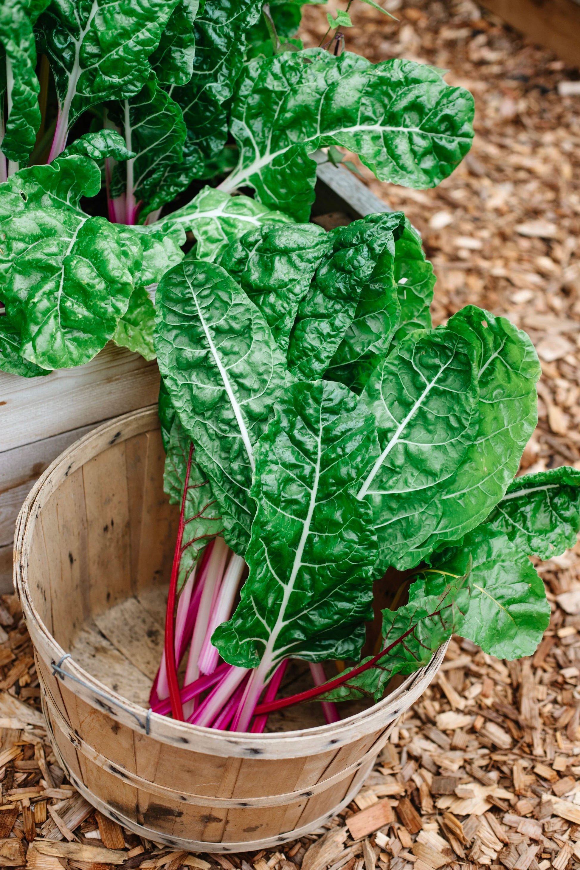Pink Green Swiss Chard (Mangold) Gemüsesamen for Garden Planting