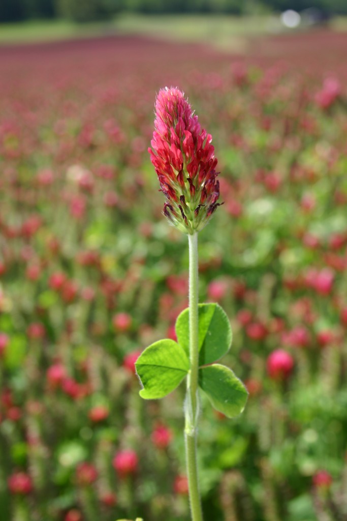 Crimson Clover Blumensamen zur Aussaat Schnitt Blume beliebt Traditionssorte & ohne Gentechnik Samen Hausgarten