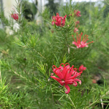Grevillea Blumensamen zur Aussaat farbenfroh Schau Traditionssorte & ohne Gentechnik Samen Hausgarten