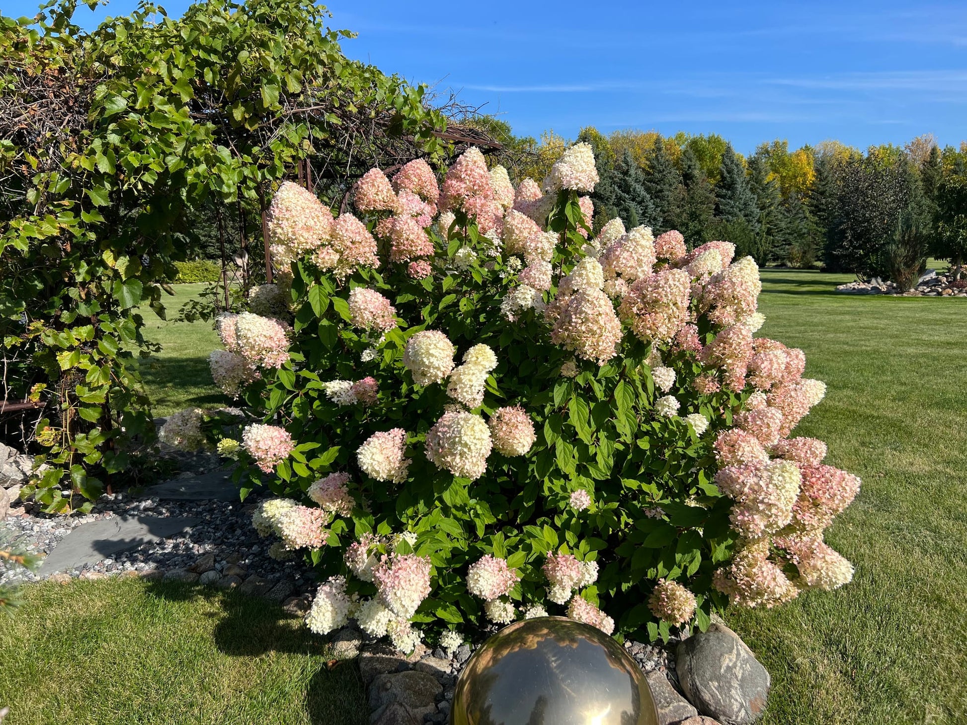 Hortensie Paniculata Blumensamen zur Aussaat – pflegeleicht – Traditionssorte & ohne Gentechnik Samen Hausgarten