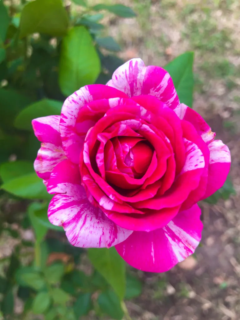 Rosa Weiß Stripe Rose Blumensamen zur Aussaat – farbenfroh Schau – Traditionssorte & ohne Gentechnik Samen Hausgarten