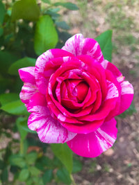 Rosa Weiß Stripe Rose Blumensamen zur Aussaat – farbenfroh Schau – Traditionssorte & ohne Gentechnik Samen Hausgarten
