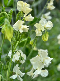 Traditionssorte Wicke Jilly Blumensamen zur Aussaat kompakt Wuchs Traditionssorte & ohne Gentechnik Samen Hausgarten