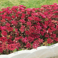 Sedum Dragons Blood Groundcover Blumensamen zur Aussaat – kompakt Wuchs – Traditionssorte & ohne Gentechnik Samen Hausgarten