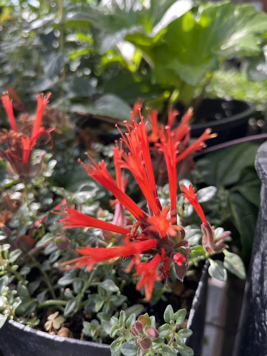 Rot Calandrinia Blumensamen zur Aussaat – Landhaus Garten wichtig – Traditionssorte & ohne Gentechnik Samen Hausgarten