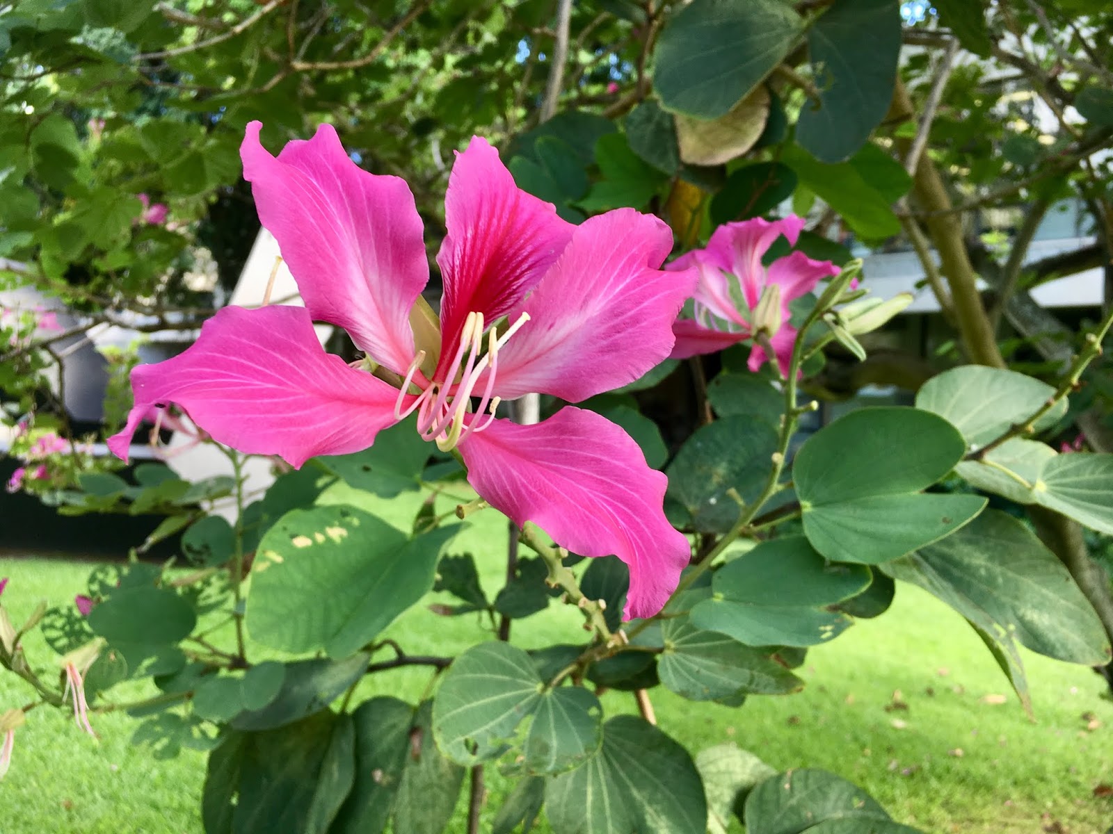 Goldilocks Blumensamen zur Aussaat Anzucht Traditionssorte & ohne Gentechnik Samen Hausgarten