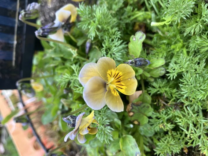 Miniola Aqua-Herz Bi- Veilchen mehrjährige Blumensamen farbenfroh Garten Blüten