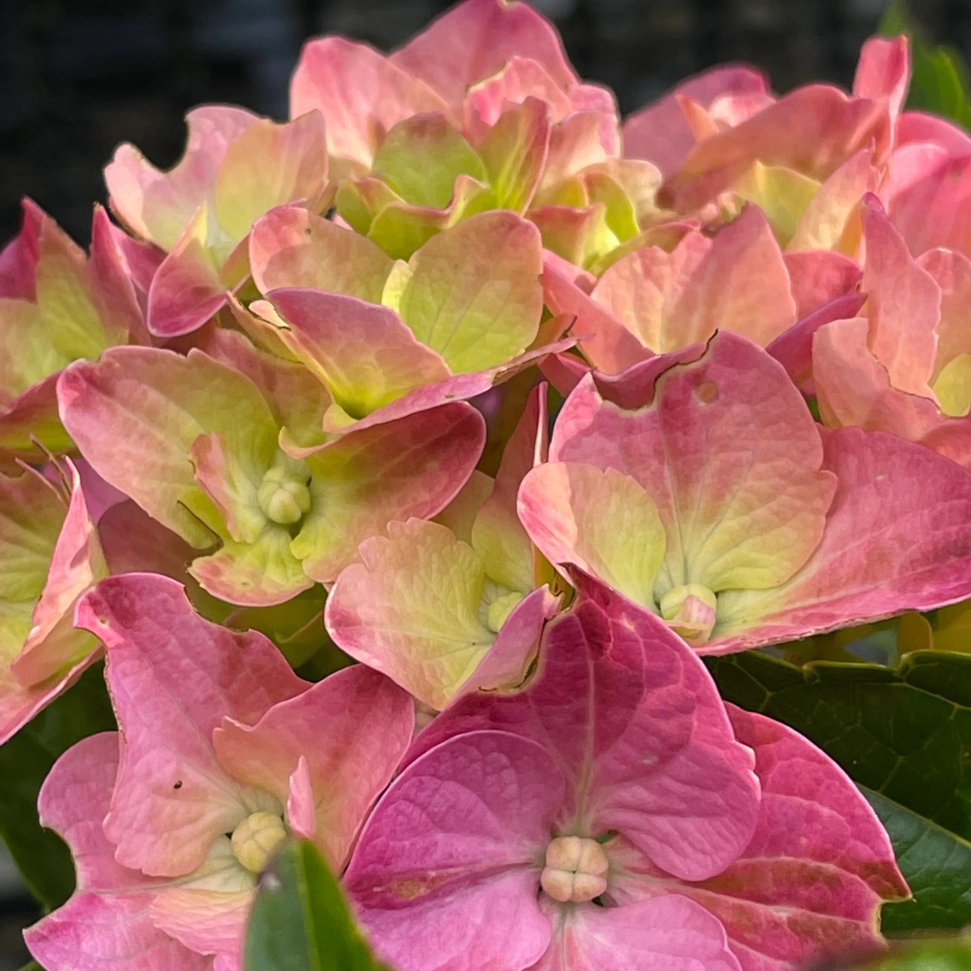 Gelb Rosa Hortensie Blumensamen zur Aussaat – Drought verträglich – Traditionssorte & ohne Gentechnik Samen Hausgarten