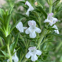Lila Savory Satureja Blumensamen zur Aussaat – Drought verträglich – Traditionssorte & ohne Gentechnik Samen Hausgarten