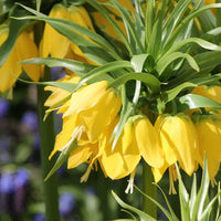 Gelb Fritillaria Imperialis Blumensamen zur Aussaat hochwertige Qualitäts- Traditionssorte & ohne Gentechnik Samen Hausgarten
