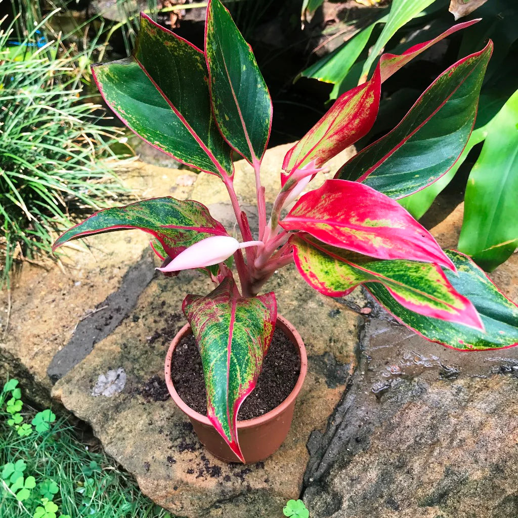 Aglaonema Blumensamen zur Aussaat – pflegeleicht – Traditionssorte & ohne Gentechnik Samen Hausgarten