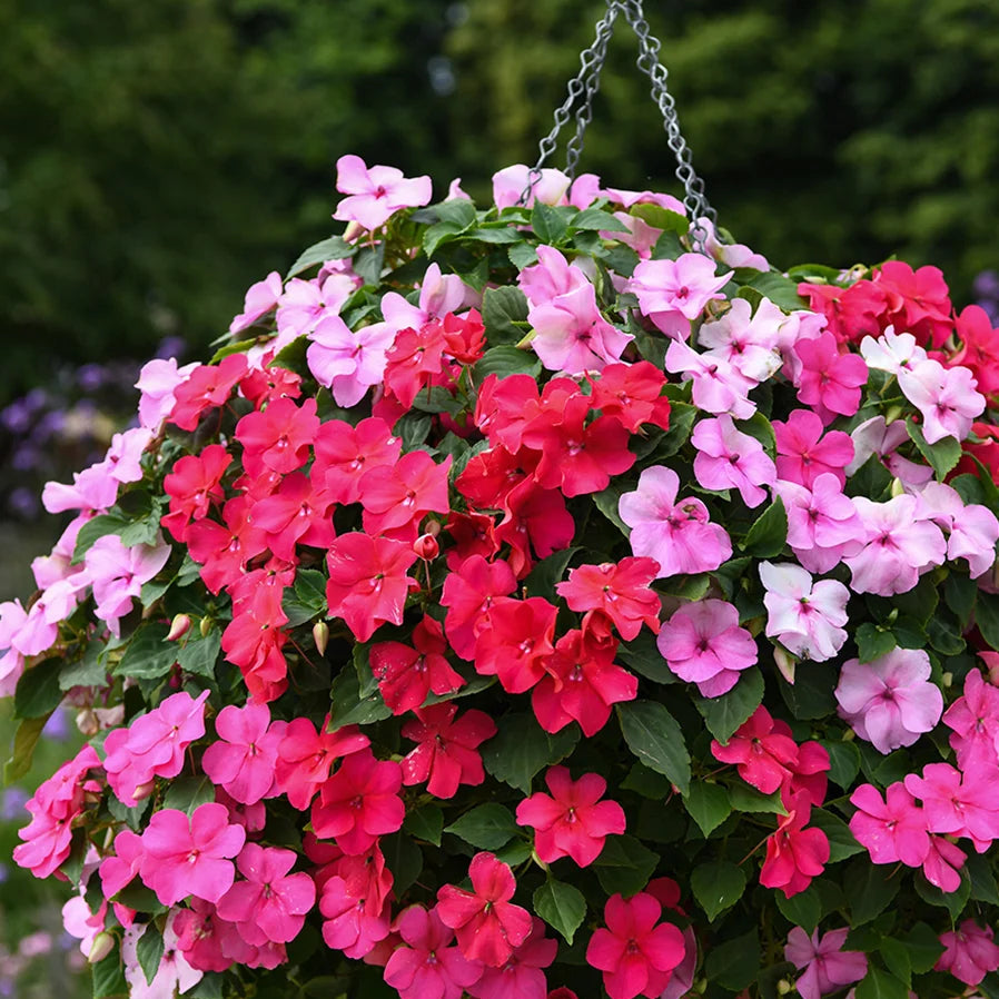 Lizzie Blumensamen zur Aussaat – Wildblume Mischung – Traditionssorte & ohne Gentechnik Samen Hausgarten