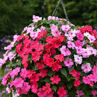 Lizzie Blumensamen zur Aussaat – Wildblume Mischung – Traditionssorte & ohne Gentechnik Samen Hausgarten