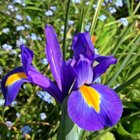 Blau Iris Samen zur Aussaat