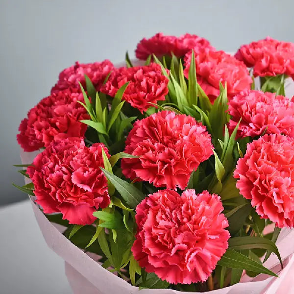 Carnations Rosa Blume Samen zur Aussaat a farbenfroh Garten