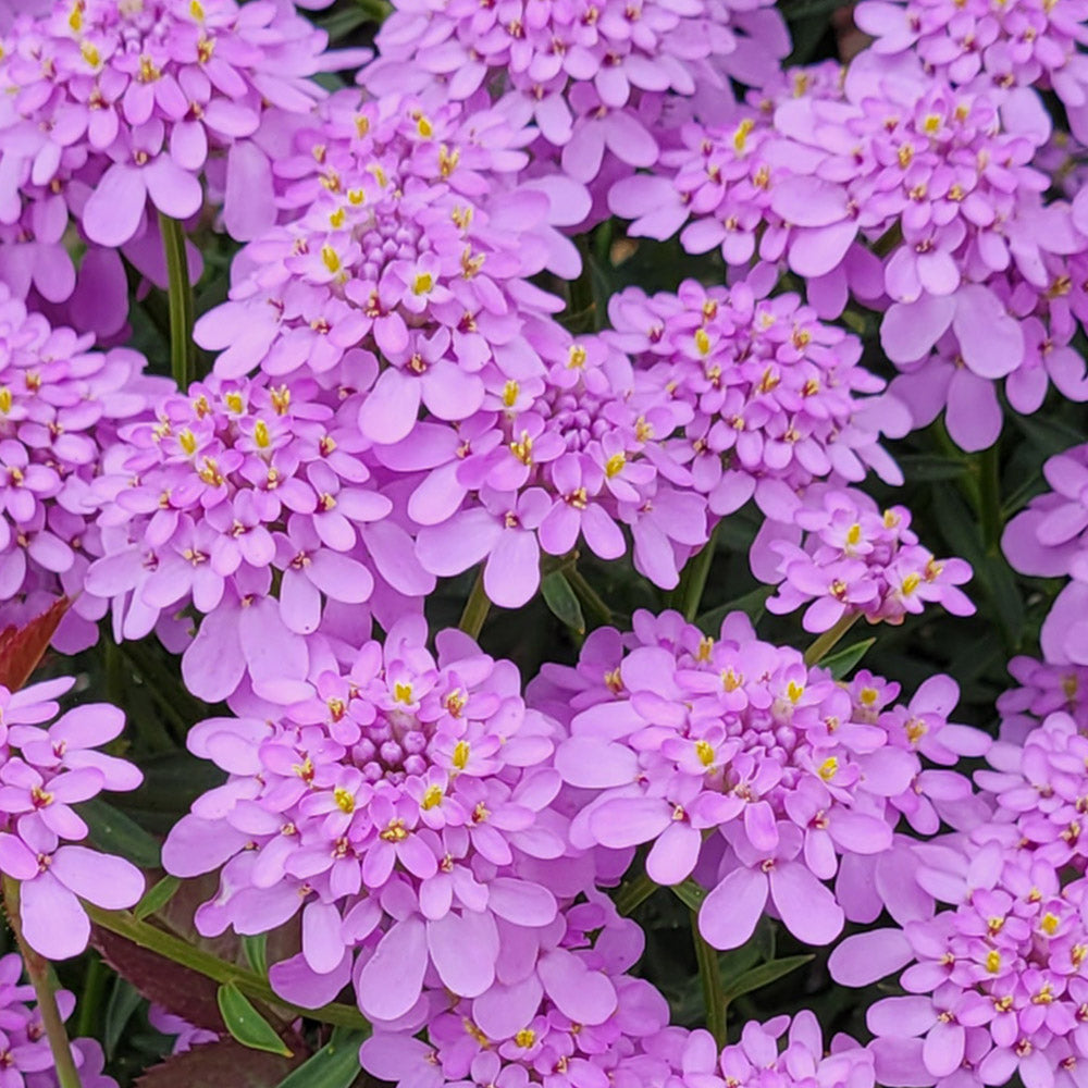Violett Iberis Blumensamen zur Aussaat – robust Sorte – Traditionssorte & ohne Gentechnik Samen Hausgarten