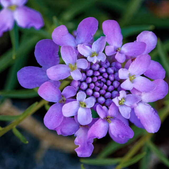 Violett Iberis Amara Blumensamen einfache Aussaat