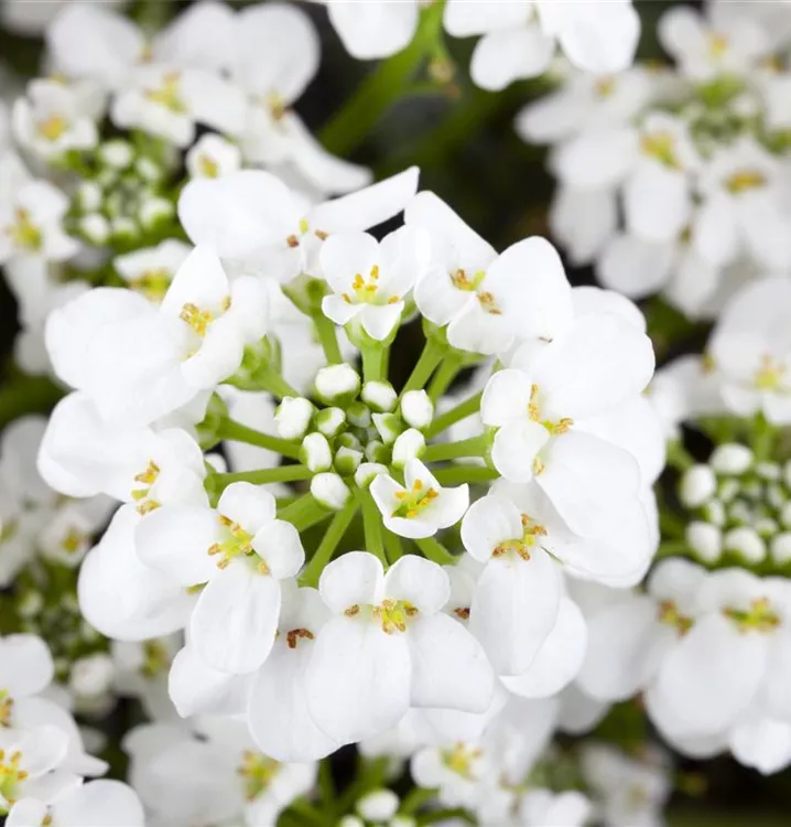 Iberis Sempervirens Blumensamen zur Aussaat – Schnitt Blume beliebt – Traditionssorte & ohne Gentechnik Samen Hausgarten