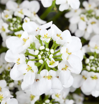 Iberis Sempervirens Blumensamen zur Aussaat – Schnitt Blume beliebt – Traditionssorte & ohne Gentechnik Samen Hausgarten