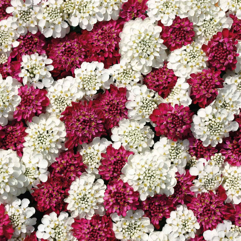 Iberis rot & weiß mix candytuft samen for vibrant blooms