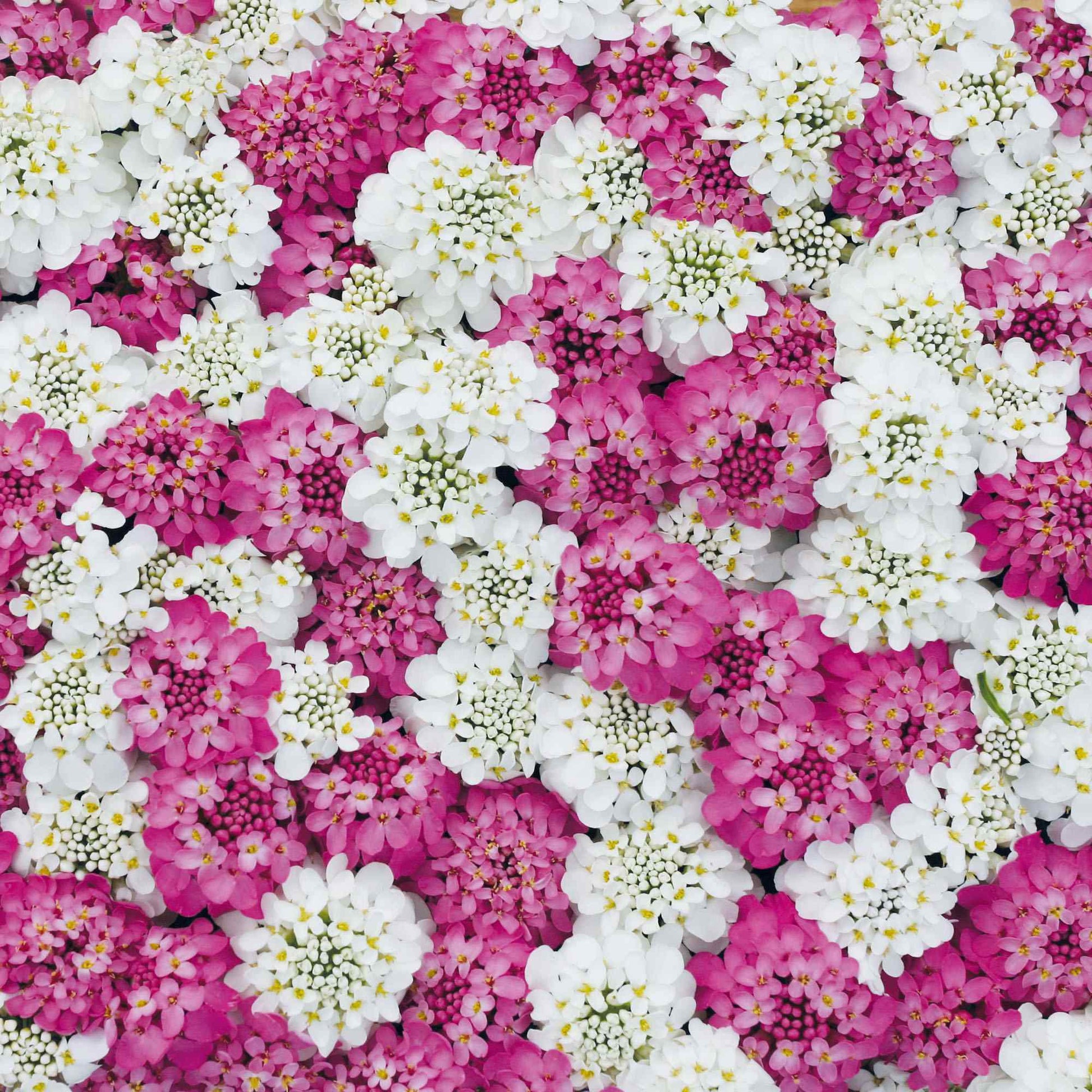 Iberis Rot & Weiß Mischung Candytuft Samen leuchtend Garten Blüten