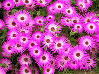 Ice Blumensamen zur Aussaat Wildblume Mischung Traditionssorte & ohne Gentechnik Samen Hausgarten