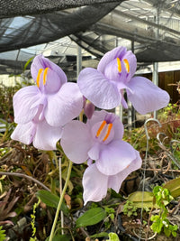 Utricularia Blumensamen zur Aussaat – Landhaus Garten wichtig – Traditionssorte & ohne Gentechnik Samen Hausgarten