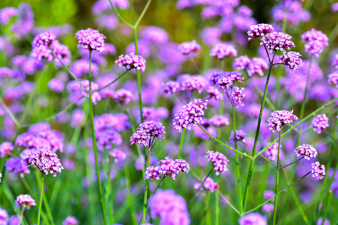 Lila Eisenkraut Blumensamen zur Aussaat duftend Blüten Traditionssorte & ohne Gentechnik Samen Hausgarten