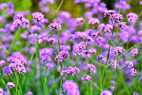 Lila Eisenkraut Blumensamen zur Aussaat duftend Blüten Traditionssorte & ohne Gentechnik Samen Hausgarten