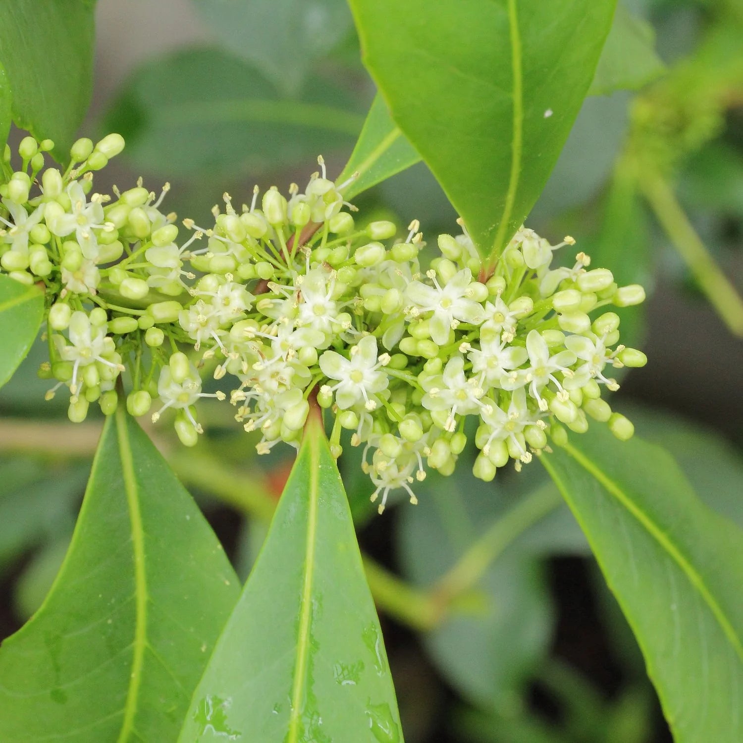 Ilex Paraguayensis Blumensamen zur Aussaat – sonnenliebend – Traditionssorte & ohne Gentechnik Samen Hausgarten