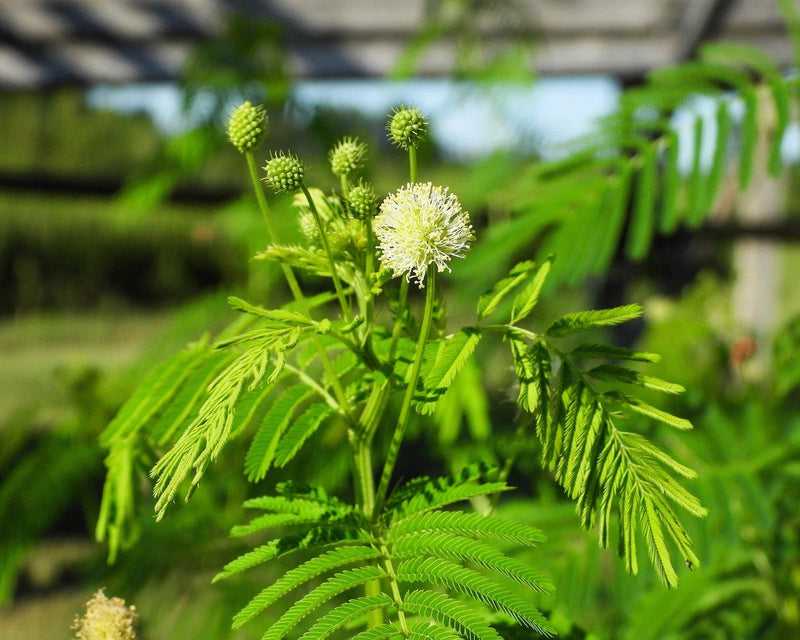 Gelb illinois bundleflower samen for anpflanzung
