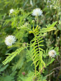 Non gmo illinois bundleflower samen