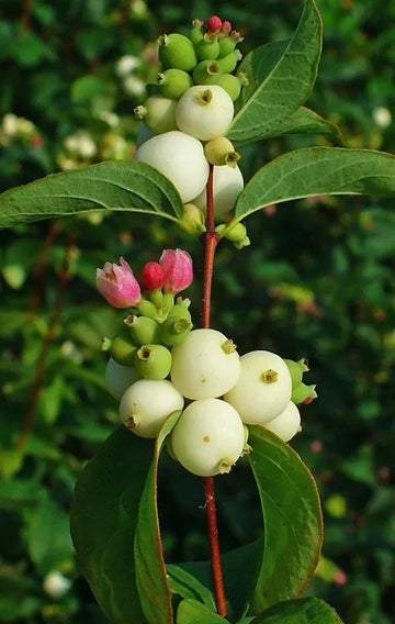 Zwerg Symphoricarpos-mollis- für einfaches Anpflanzen