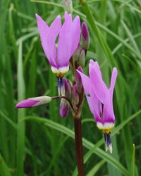 Rosa Weiß Dodecatheon Blumensamen zur Aussaat – kompakt Wuchs – Traditionssorte & ohne Gentechnik Samen Hausgarten