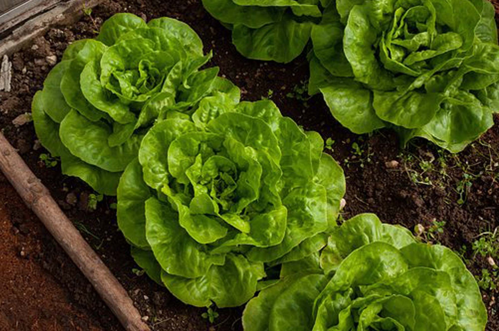 Lettuce Planting Samen for Your Gemüse Garden