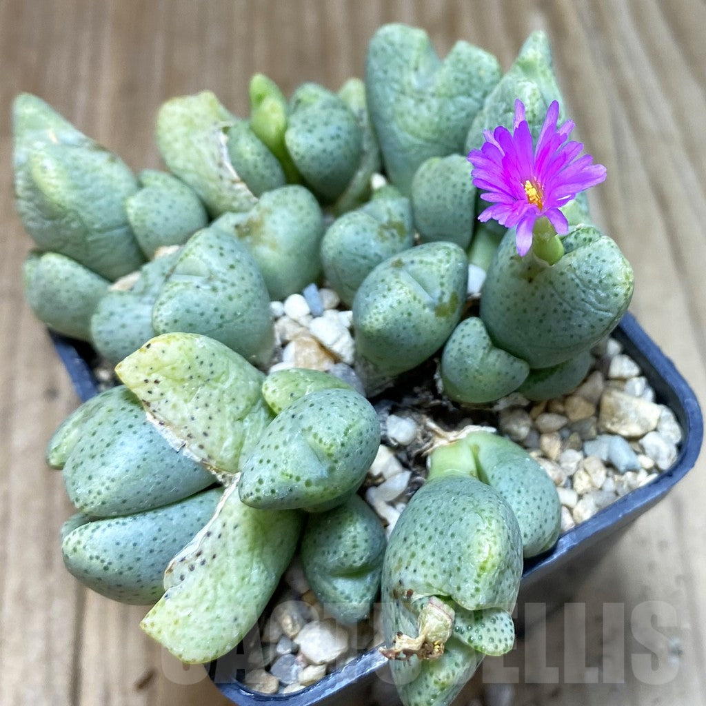 Grün Conophytum Ernianum Blumensamen zur Aussaat leuchtend Traditionssorte & ohne Gentechnik Samen Hausgarten