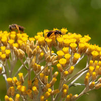 Traditionssorte Immortelle Blumensamen zur Aussaat Halbschatten verträglich Traditionssorte & ohne Gentechnik Samen Hausgarten