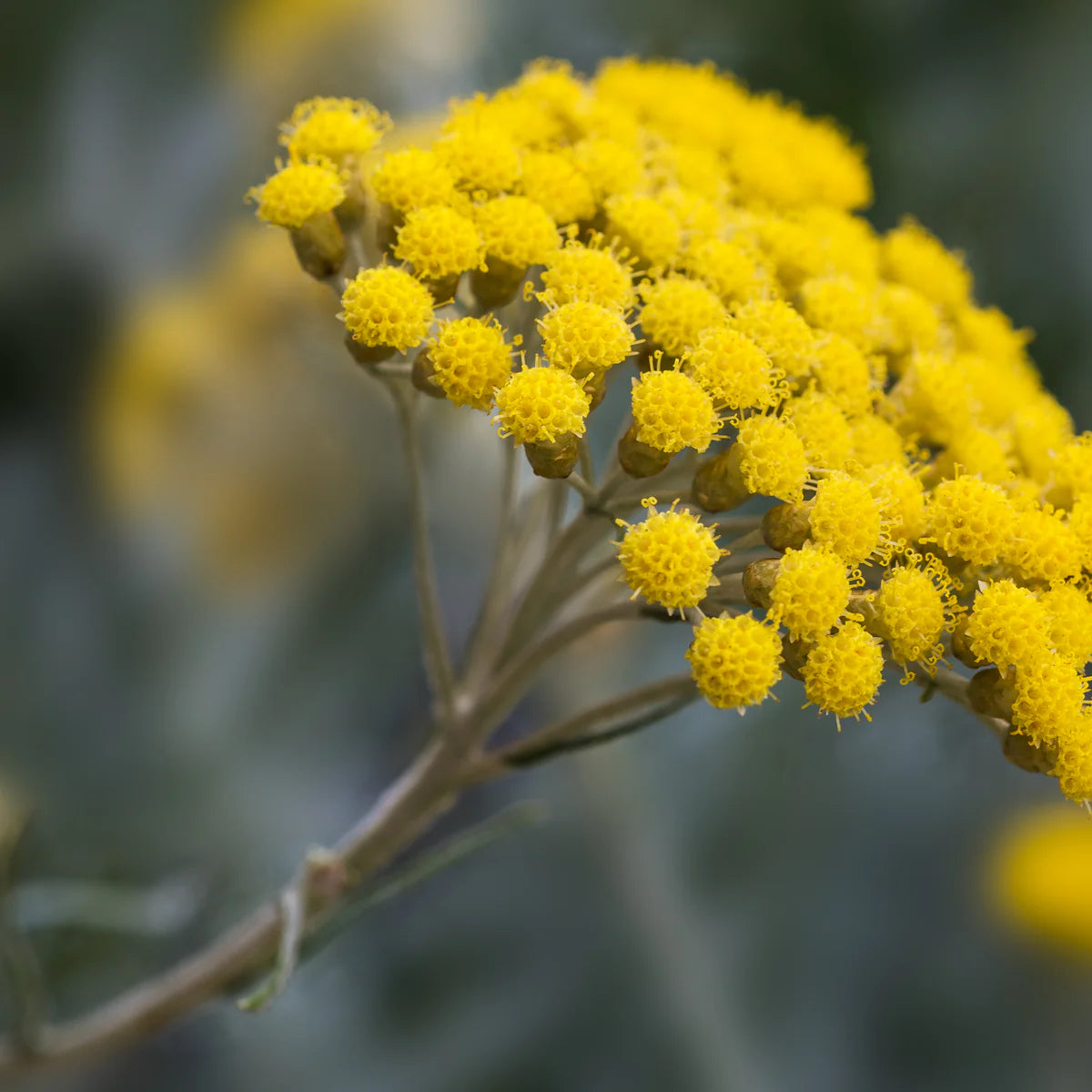 Traditionssorte Immortelle Blumensamen zur Aussaat Halbschatten verträglich Traditionssorte & ohne Gentechnik Samen Hausgarten