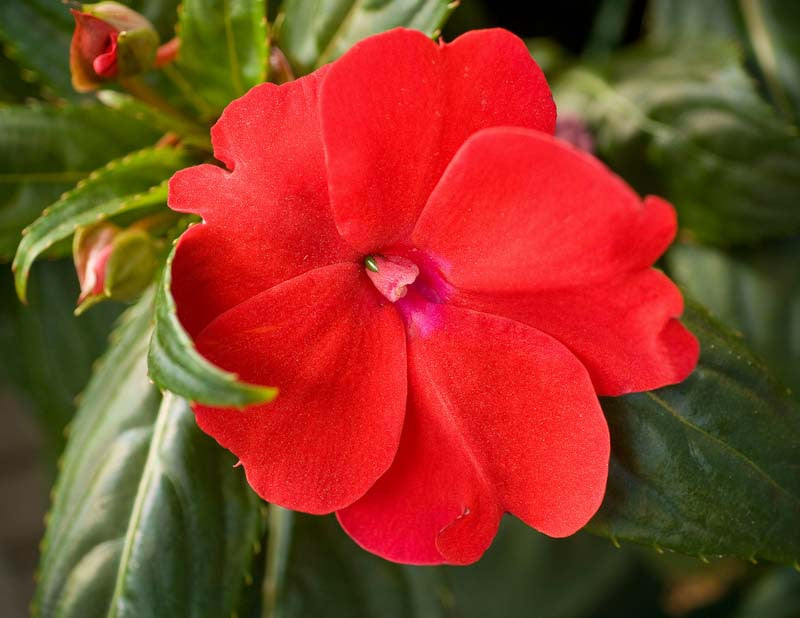 Impatiens Blumensamen zur Aussaat ideal Rabatten Traditionssorte & ohne Gentechnik Samen Hausgarten