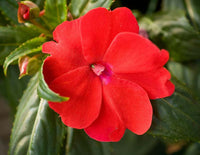 Impatiens Blumensamen zur Aussaat ideal Rabatten Traditionssorte & ohne Gentechnik Samen Hausgarten