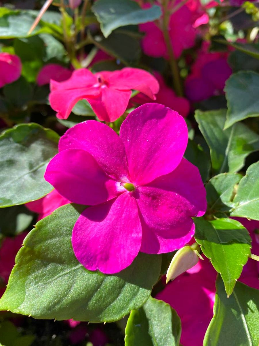 Gemischt Impatiens Balsamine Blumensamen zur Aussaat leuchtend Traditionssorte & ohne Gentechnik Samen Hausgarten