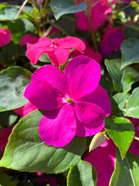 Gemischt Impatiens Balsamine Blumensamen zur Aussaat leuchtend Traditionssorte & ohne Gentechnik Samen Hausgarten